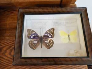 Mounted Butterflies
