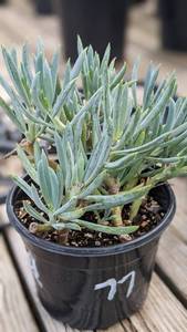 1 quart Blue Chalksticks succulent