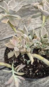 1 quart Mexican Ghost Plant succulent