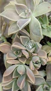 1 quart Mexican Ghost Plant succulent