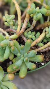 1 quart Blue Jelly Bean succulent