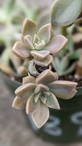 1 quart Mexican Ghost Plant succulent