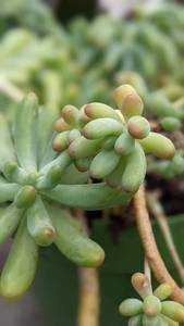 1 quart Blue Jelly Bean succulent