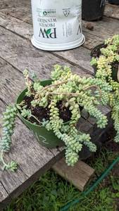 1 quart Burros Tail succulent