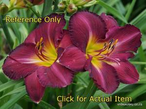 1.5 gallon Bella Lugosi Purple Daylily