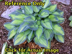 1.5 gallon Hosta June