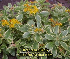 1 quart Variegated Sedum