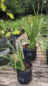 2 gallon Peach Daylily