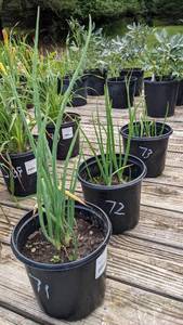1.5 gallon Winter Onion