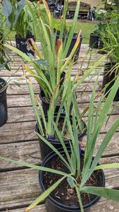 1.5 gallon Yellow Bearded Iris