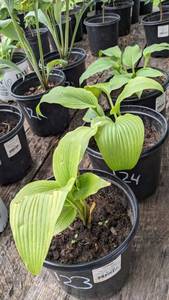 1.5 gallon seedling from Hosta Montana