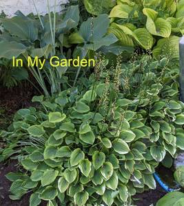 Lot of 1 Golden Tiara Hosta, 1 gallon pot