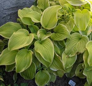 Lot of 1 Fragrant Bouquet Hosta, 1 gallon pot