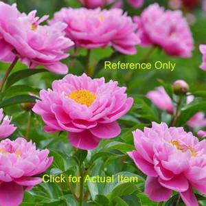 2 gallon Pink Peony, semi double w light pink center