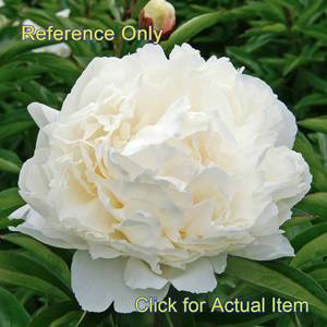 2 gallon White Peony