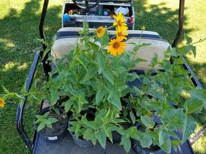 Lot of 1 Heliopsis, 1.5 gallon pot