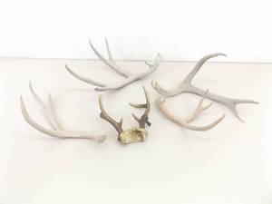Lot of Misc Deer Antlers