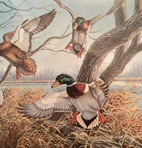 lot 69 image: Wings in the Willows Framed Art by James A Meger