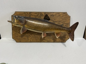 Lake Trout Fish Mount