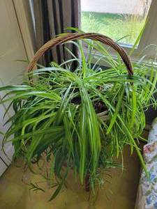 lot 30 image: Large Mature Spider Plant