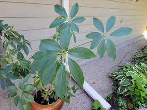 lot 31 image: Dwarf Umbrella Tree Live Plant