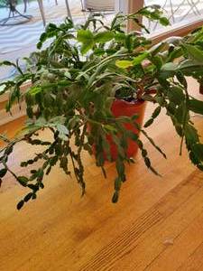 lot 32 image: Healthy Live Plant  Christmas Cactus