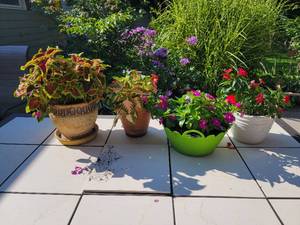 lot 130 image: Happy Healthy Planter Collection