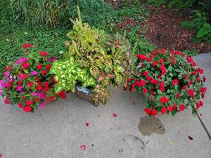 lot 145 image: Vibrant Pops of Color in Live Plants