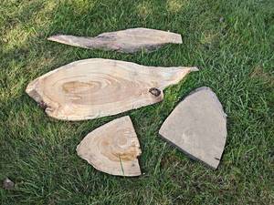 (4) Live Edge Slices, Dried - Largest is about 43 x 17-12 x 1