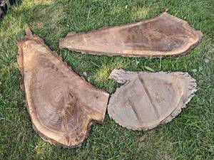 (3) Live Edge Slices, Dried - Largest is about 54 x 22 x 1