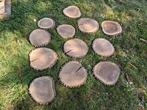 (12) Cookie Dried Log Slices - Mostly BLACK WALNUT - Sizes up to 12 Diameter x 1 Thick