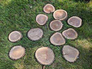 (12) Cookie Dried Log Slices - Mostly BLACK WALNUT - Sizes up to 12 Diameter x 1 Thick