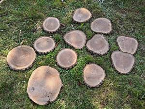 (12) Cookie Dried Log Slices - Mostly BLACK WALNUT - Sizes up to 12 Diameter x 1 Thick