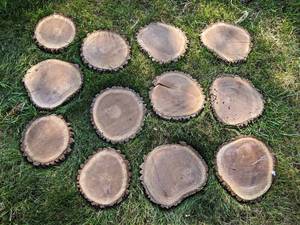 (12) Cookie Dried Log Slices - Mostly BLACK WALNUT - Sizes up to 11 Diameter x 1 Thick