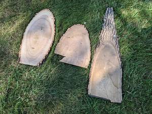 (3) Live Edge ASH Slices, Dried - Largest is about 40 x 12 x 1