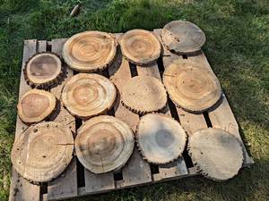 (12) Cookie Dried Log Slices - Mostly BLACK WALNUT - Sizes up to 15 Diameter x 1 Thick