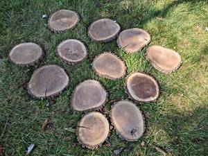 (12) Cookie Dried Log Slices - Mostly BLACK WALNUT - Sizes up to 12 Diameter x 1 Thick