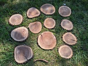 (12) Cookie Dried Log Slices - Mostly BLACK WALNUT - Sizes up to 13 Diameter x 1 Thick