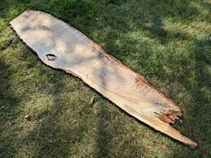 Live Edge OAK Slice, Dried - Measures is about 96 x 23-12 x 1