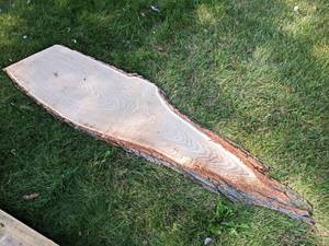 Live Edge OAK Slice, Dried - Measures is about 81 x 22 x 1