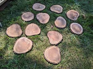 (12) Cookie Dried Log Slices - Mostly BLACK WALNUT - Sizes up to 10 Diameter x 1 Thick