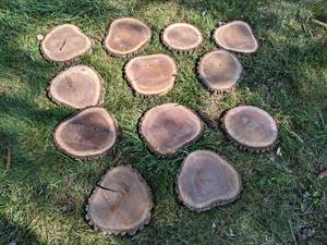 (12) Cookie Dried Log Slices - Mostly BLACK WALNUT - Sizes up to 12 Diameter x 1 Thick