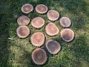 (12) Cookie Dried Log Slices - Mostly BLACK WALNUT - Sizes up to 11 Diameter x 1 Thick