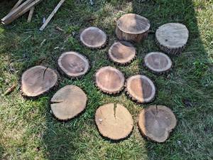 (12) Cookie Dried Log Slices - MIXED SPECIES - Sizes up to 12 Diameter x 1 to 4 Thick