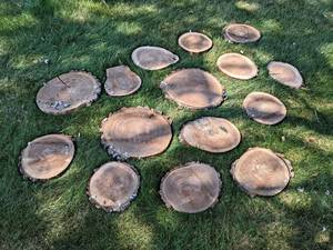 (15) Cookie Dried Log Slices - Mostly BLACK WALNUT - Sizes up to 16 Diameter x 1 Thick