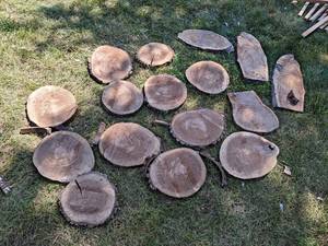 (16) Cookie Dried Log Slices - Mostly BLACK WALNUT - Sizes up to 11 Diameter x 1 Thick