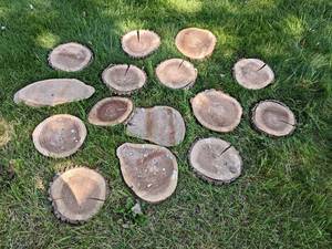 (15) Cookie Dried Log Slices - Mostly BLACK WALNUT - Sizes up to 11 Diameter x 1 Thick