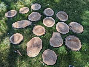 (16) Cookie Dried Log Slices - Mostly BLACK WALNUT - Sizes up to 11 Diameter x 1 Thick