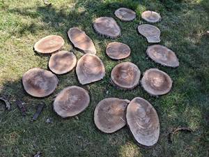 (16) Cookie Dried Log Slices - Mostly BLACK WALNUT - Sizes up to 10 Diameter x 1 Thick
