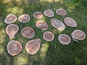 (15) Cookie Dried Log Slices - Mostly BLACK WALNUT - Sizes up to 11-12 Diameter x 1 Thick